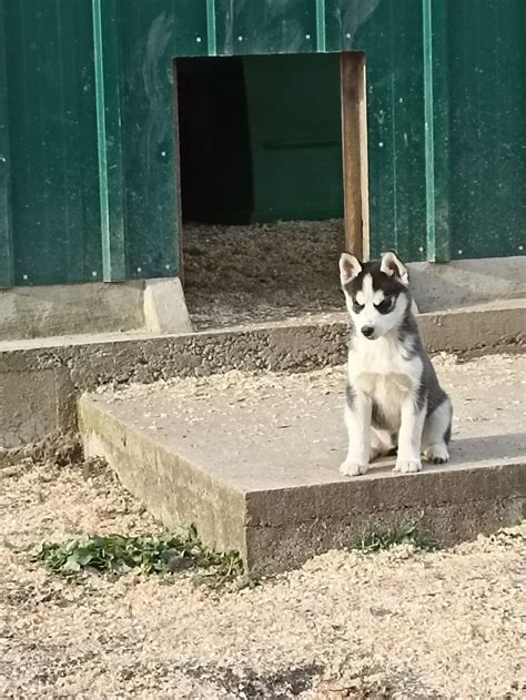 Chiots Husky De Sib Rie Lof Belle Lign E Uncompagnon Fr