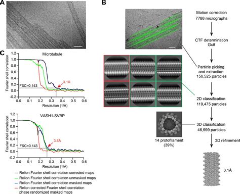 Figures And Data In Cryo EM Structure Of VASH1 SVBP Bound To