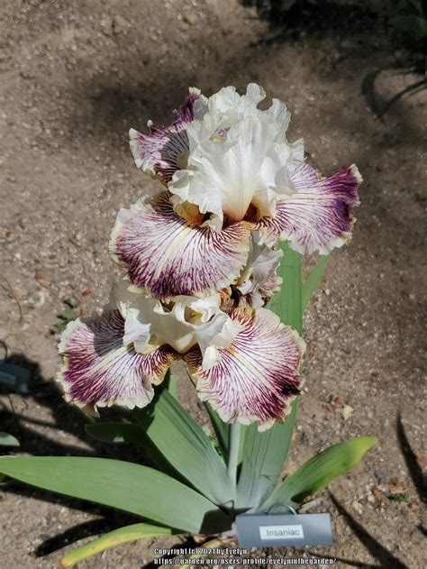 Photo Of The Entire Plant Of Tall Bearded Iris Iris Insaniac Posted