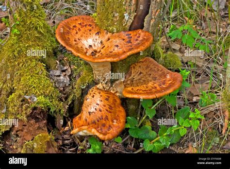 Dryad S Saddle Pheasant S Back Mushroom Polyporus Squamosus