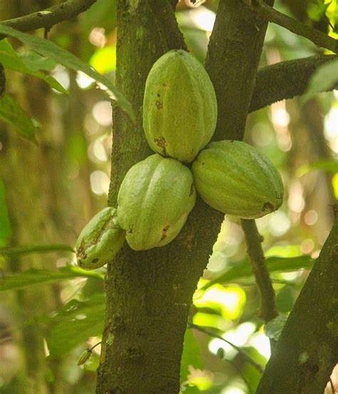 De Septiembre D A Nacional Del Cacao Y El Chocolate