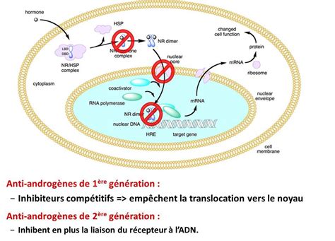 Les Anti Androg Nes