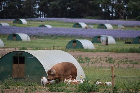 Boosting Bees A Top Priority For Suffolk Pig Farm Farminguk News