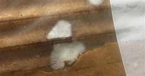 Oyster Mushroom Mycelium Growing On Cardboard Album On Imgur