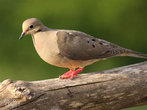 Mourning Dove Wild Delightwild Delight