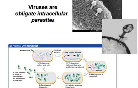 BIO 225 Microbiology Chapter 5 Viral Structure And Life Cycles