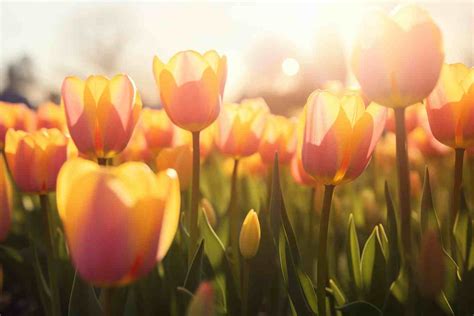 Orange Tulip Flower Meaning Symbolism And Spiritual Significance Foliage Friend Learn About