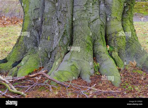 Old Beech Tree Trunk Fagus Sylvatica Stock Photo Alamy