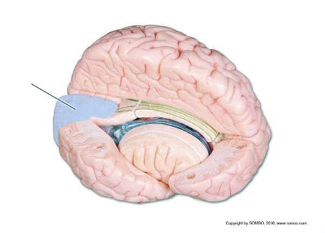 Flashcards A P I Chapters And Lab Nervous System Quizlet