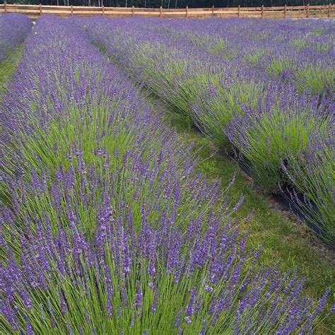 Phenomenal Lavenders For Sale