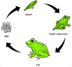 Metamorfosis Katak: (Pengertian, Proses, dan Ciri-ciri) | Guru Belajarku