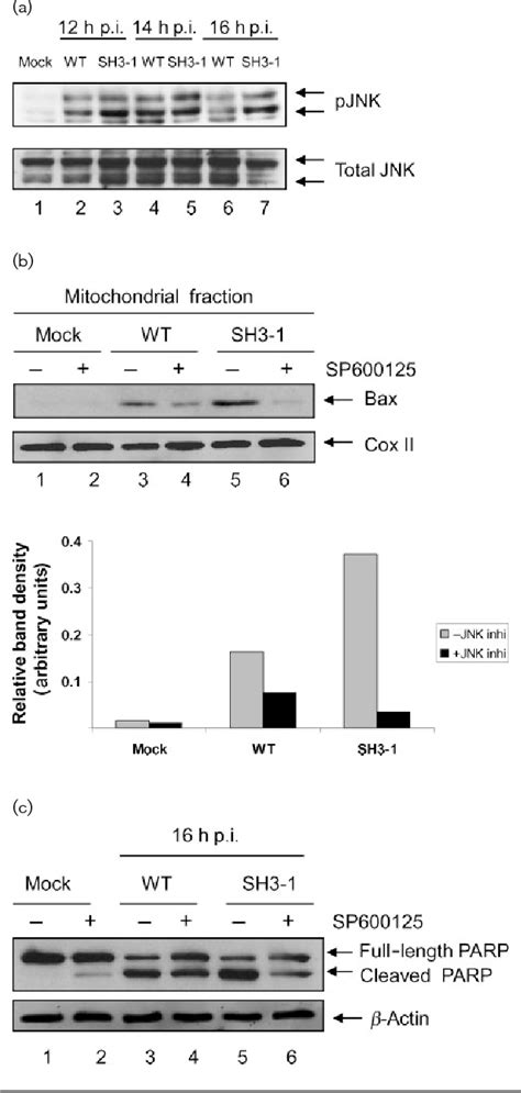 Figure From The Pi K Akt Pathway Inhibits Influenza A Virus Induced