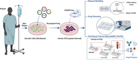 Frontiers Human Organ On A Chip Microphysiological Systems To Model