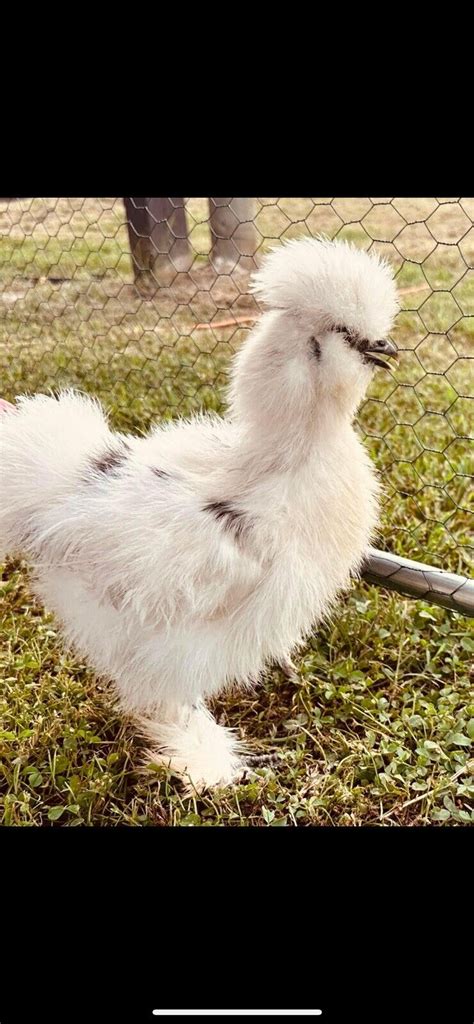 10 BUFF ONLY Silkie Hatching Eggs Gorgeous Plumage Bearded NPIP AI