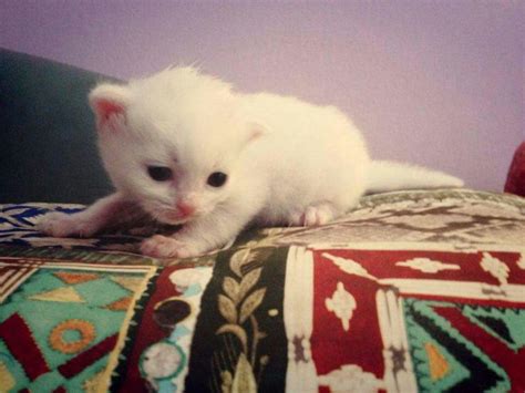 A Small White Kitten Sitting On Top Of A Bed Next To A Pillow And Blanket