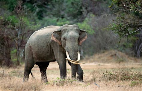 elephants sri lanka elephants sri lanka amila tennakoon flickr