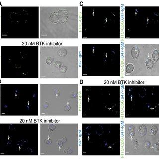 Namalwa B Cells Were Pre Treated With The Btk Inhibitor For Hr And