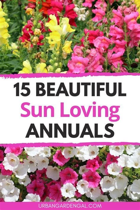 Full sun annuals – Artofit