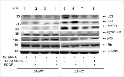 P53 Antisense Rna Blocks Elevations In P21 And Mkp 1 Without Affecting