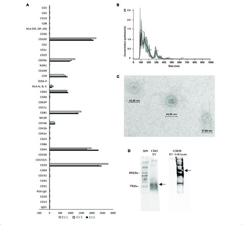 Characterisation Of Msc Evs A Multiplex Bead Based Flow Cytometry