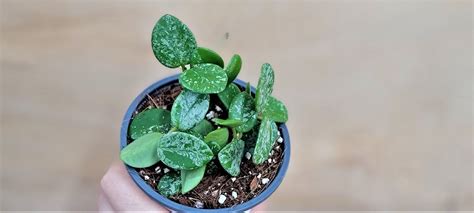 Hoya Krohniana Silver Splash How To Care For This Silver Beauty