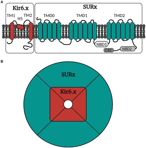 Frontiers The ATP Sensitive Potassium Channel KATP Is A Novel