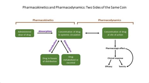 Pharmacokinetics Pharmacodynamics Flashcards Quizlet