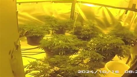 Drug Raid Yorkshire Man Arrested After Multiple Cannabis Plants Found