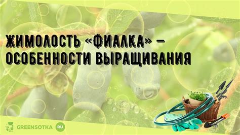 Жимолость «Фиалка» — особенности выращивания - YouTube