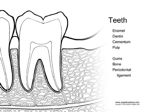 Tooth Anatomy Diagram Unlabeled On Worksheets Sketch Coloring Page