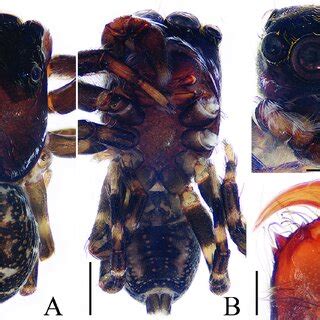 Indomarengo Yui Sp Nov Male Holotype A Habitus Dorsal B Habitus