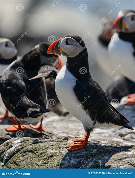 Colorful Atlantic Puffin Or Comon Puffin Fratercula Arctica In N Stock