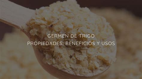 Propiedades Beneficios Y Usos Del Germen De Trigo