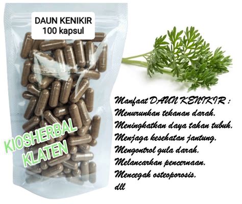 DAUN KENIKIR Ulam Raja Isi 100 Kapsul Untuk Tulang Dan Daya Tahan