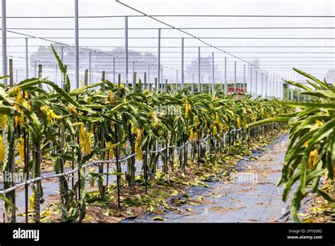 Dragon fruit farm in greenhouse Stock Photo - Alamy