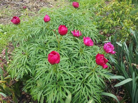 Photo Of The Entire Plant Of Fern Leaf Peony Paeonia Tenuifolia