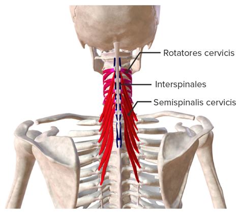 Rotatores Semispinalis