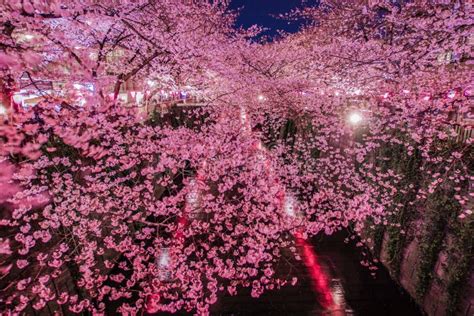 Meguro River Night Sakura (Nakameguro) Stock Image - Image of system ...