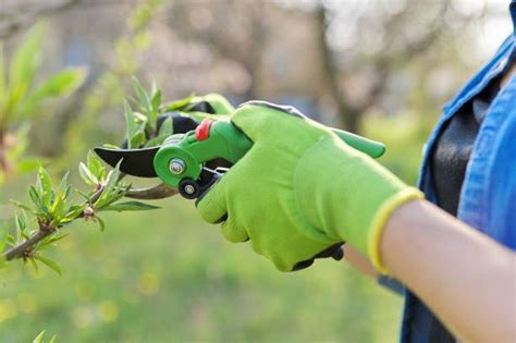 When To Peach Tree Pruning?