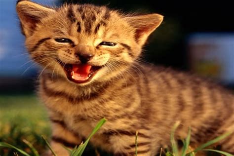 30 Beautiful and Cute Smiling Cat Pictures - Tail and Fur