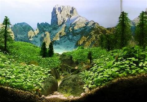 Top 10 Best Examples Of Aquascaping