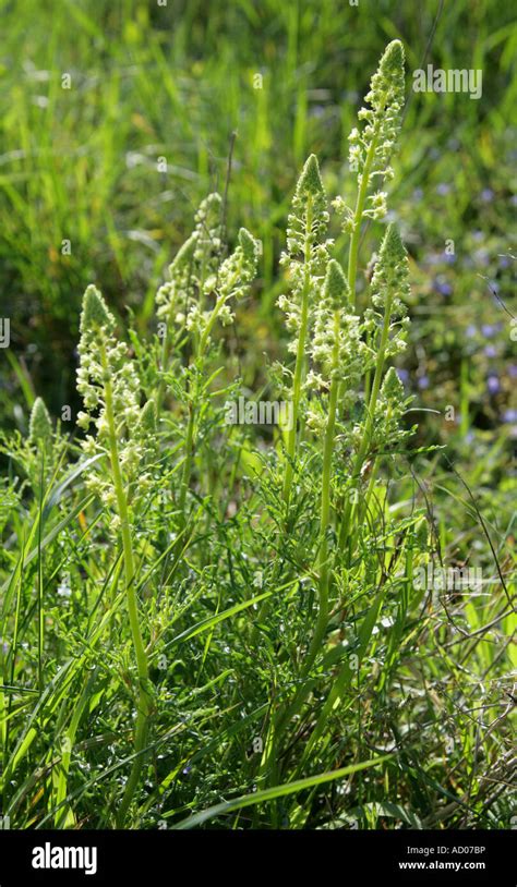 Wild Mignonette Reseda Lutea Stock Photo Alamy