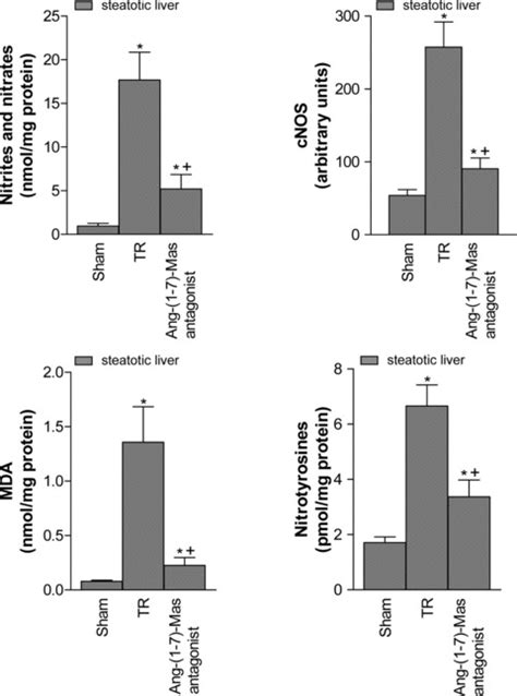 Ang Ii Ang17 And Ang 17 Enzyme Forming Ace2 In Both Liver