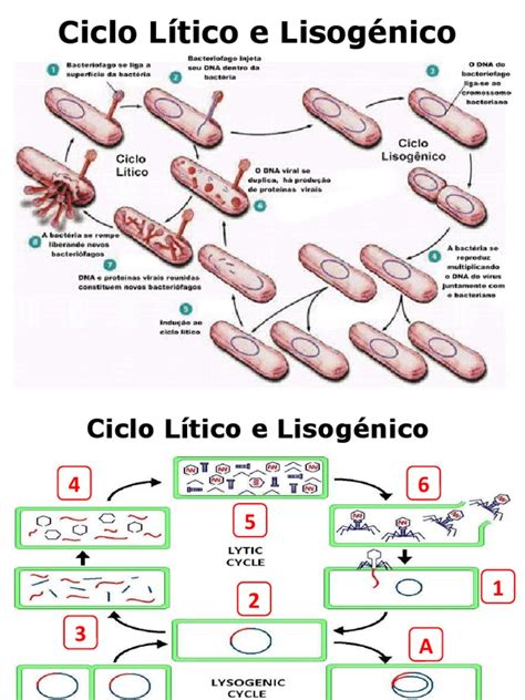 Ciclos Lítico E Lisogênico - Ciclo Lítico e Lisogénico | PDF
