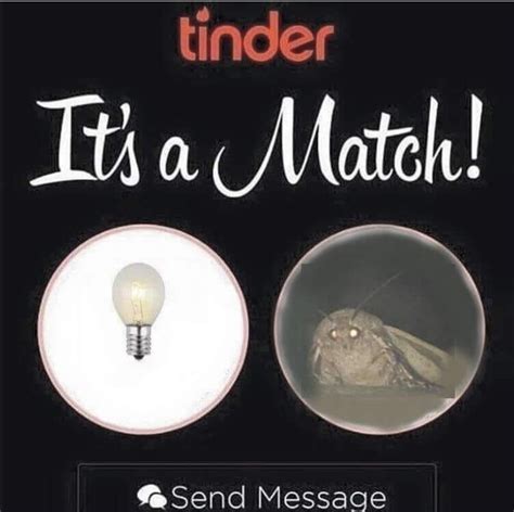 Moth light - Meme Guy