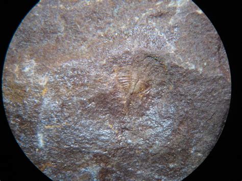 Trilobite pygidium – UK Fossil Collecting