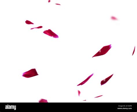 Falling Rose Petals Isolated On White Rose Petals Overlay Stock Photo