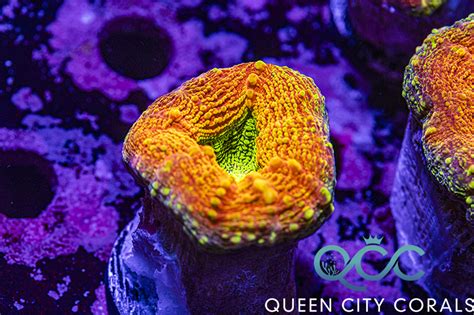 Radioactive Orange Lobo Wysiwyg Queen City Corals