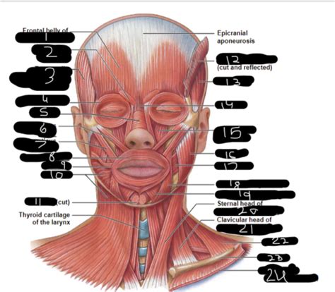 Ch Axial Muscle Flashcards Quizlet