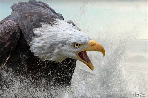 Majestic Eagles Photo Contest Winners